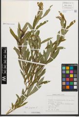 Foto von Salix purpurea L.